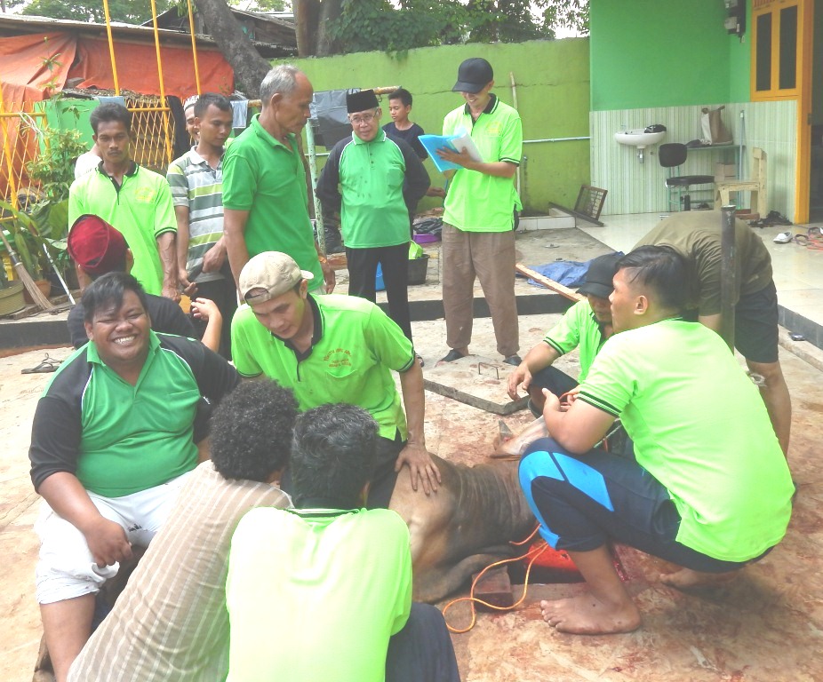 Persiapan pemotongan sapi melibatkan 80 orang panitia terdiri pihak Yayasan,guru dan siswa Mts, dan warga sekitar. 