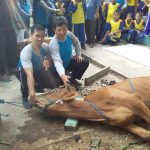 SDN Bakti Jaya 1 melaksanakan penyembelihan hewan qurban berupa  6 ekor kambing dan 1 ekor sapi.