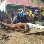 Penyembelihan hewan qurban disaksikan dewan guru dan siswa-siswi SDN Baktijaya 1