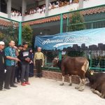 SMK N 1 Depok Sembelih 2 Sapi dan 6 Kambing Hewan Qurban