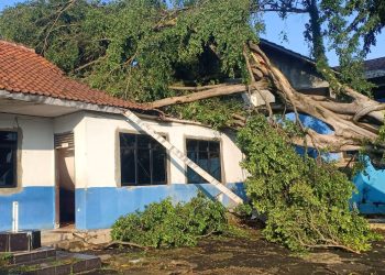 Angin Puting Beliung Tumbangkan Pohon Besar di Cilangkap, Bangunan Sekolah Tritura Rusak Parah
