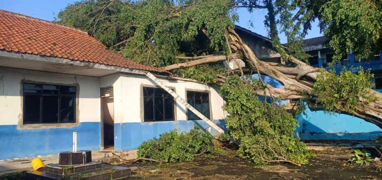 Angin Puting Beliung Tumbangkan Pohon Besar di Cilangkap, Bangunan Sekolah Tritura Rusak Parah