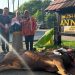 Wujud Syukur, Guru SDN Sugutamu Qurban Sapi untuk Yatim dan Dhuafa