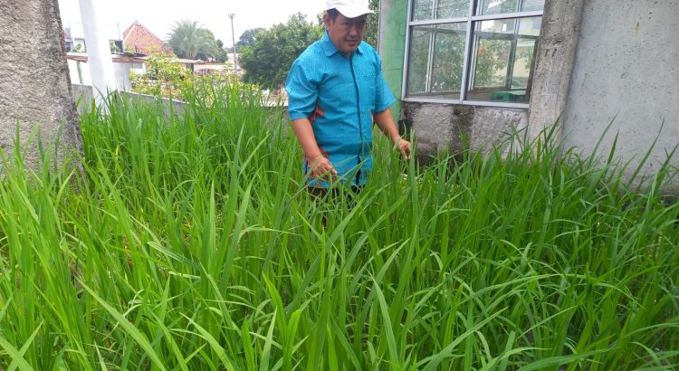 Inovatif, SDIT AMEC Terapkan Pendidikan Wirausaha Lewat Tanam Padi di Rooftop