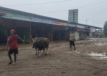 Rencana Pembongkaran Pasar Hewan Depok Menuai Penolakan Pedagang