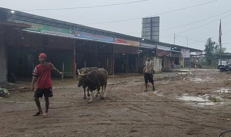 Rencana Pembongkaran Pasar Hewan Depok Menuai Penolakan Pedagang